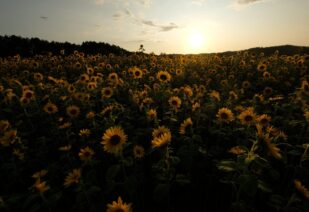 診断士はAIに取れられる